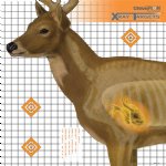 CHAMPION DEER X-RAY 25x25" TARGETS, 6-PACK
